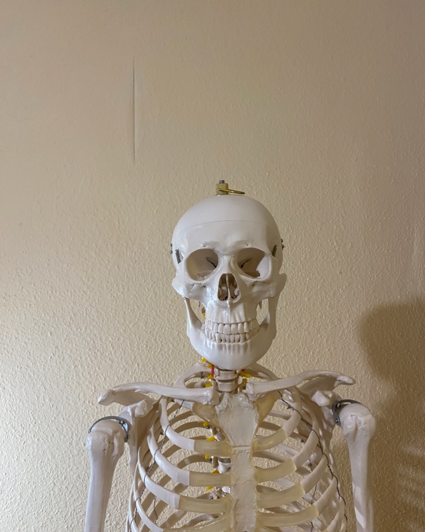 Lebensgroßes Anatomieskelett - Bild 6