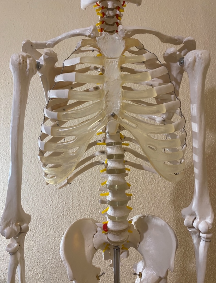 Lebensgroßes Anatomieskelett - Bild 2