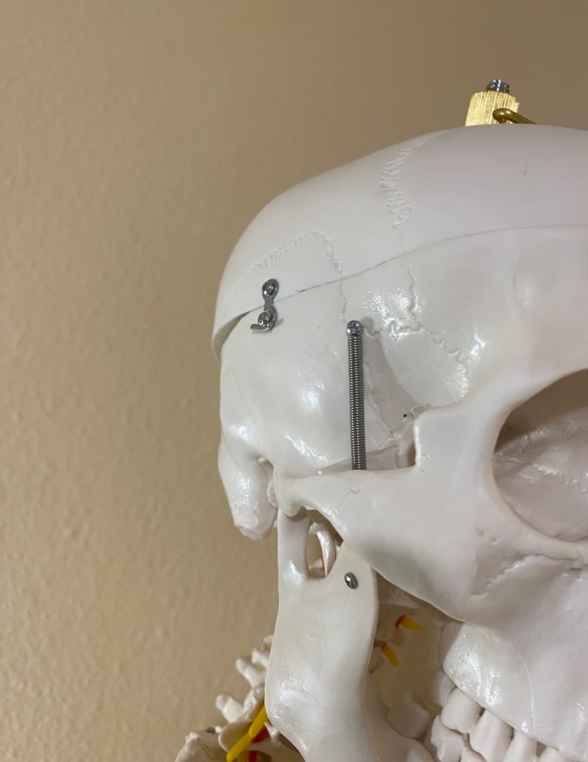 Lebensgroßes Anatomieskelett - Bild 5